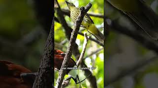 Threewattled Bellbird  Procnias tricarunculatus birds parrot [upl. by Livvyy781]