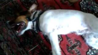 Jack Russell Terrier with Ataxia and Myokymia [upl. by Abigale]