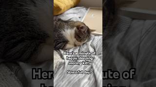 Sleeping snoring cat stress relief cat cute cutecat [upl. by Willa319]