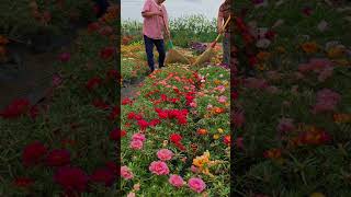 Pollination portulaca flower farm bonsaigarden nature gardening gardenflower portulacaflower [upl. by Luciana325]