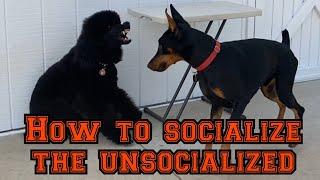 Learn how to socialize quickly but safely [upl. by Yert]