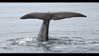 Whale Watching  Walbeobachtung  Andenes NorwayNorwegen [upl. by Gavrila374]