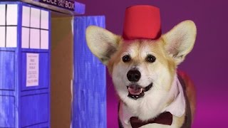 Cool Corgi Dresses Up As All 13 Doctors From Doctor Who [upl. by Sidonnie]