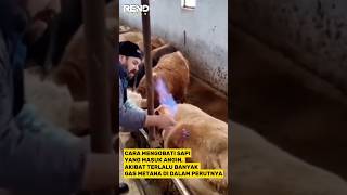 Mengeluarkan Gas Metana Dari Perut sapi Dengan Api shorts [upl. by Garett]