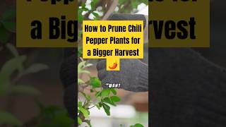 How to Prune Chili Pepper Plants for a Bigger Harvest 🌶️ ChiliPepperHarvest [upl. by Reidar995]