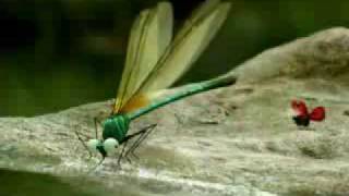 Minuscule dragonflys bully other insects [upl. by Aneret]