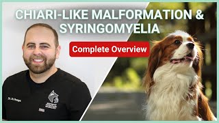 Chiarilike Malformation amp Syringomyelia In Dogs  Symptoms Diagnosis Treatment amp Prognosis [upl. by Darian]