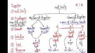 Digestion  Review Of Complete Chapter [upl. by Enitsirhk]