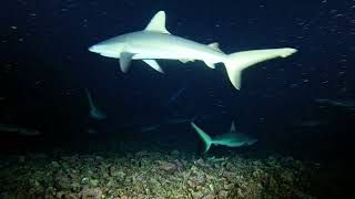 Fakarava Wall of Sharks Night Dive [upl. by Bert]