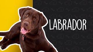 Tudo sobre o LABRADOR Dogueiros Labrador Raças [upl. by Gish]