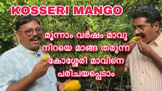 മൂന്നാം വർഷം മാവു നിറയെ മാങ്ങ തരുന്ന കോശ്ശേരി മാവിനെ പരിചയപ്പെടാം KOSSERI MANGO REVIEW [upl. by Hibbs]