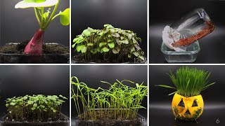 Growing Plants Time Lapse Compilation 3  73 Days Of Growing In 2 minutes [upl. by Solracesoj]