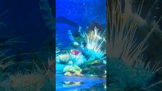 Glow Tetra vs shark aquarius aquarium aquariumfish fish tetrafish shark fishing underwater [upl. by Kemeny]