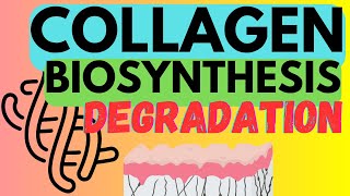 Collagen  Biosynthesis and Degradation [upl. by Ebaj]