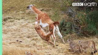 Puma takes on Guanaco 3 Times Her Weight  Seven Worlds One Planet  BBC Earth [upl. by Thorne]