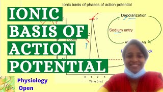 Ionic basis of action potential curve physiology  Nerve muscle physiology mbbs 1st year [upl. by Jeffry973]