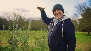 Olive Tree Pruning Techniques [upl. by Musser462]