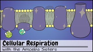 Cellular Respiration UPDATED [upl. by Gatian]