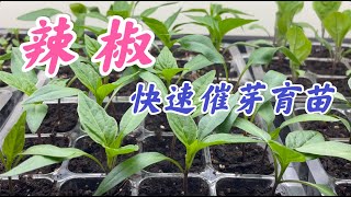 How to germinate pepper seeds quickly 辣椒快速催芽育苗：烫种，浸种，催芽，种植。幼苗管理：浇水， 施肥，幼苗徒长的预防。 [upl. by Avek]