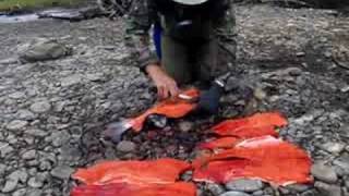 Filleting Sliver Salmon in Alaska [upl. by Sayles]