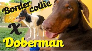 Doberman Vs border collie [upl. by Oisacin]