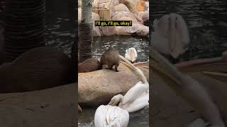 Why do pelicans always want to eat capybaras cute capybara funny animals [upl. by Erreipnaej]