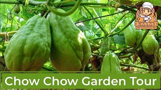 சத்தான சௌவ் சௌவ் காய் இப்படித்தான் விளையுது  Chow Chow Farming  Vegetable Garden Tour 🥑🥑 [upl. by Polk]