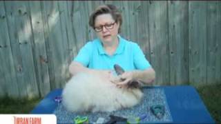 How To Harvest Angora Rabbit Fiber  UrbanFarmOnlinecom [upl. by Fontana]