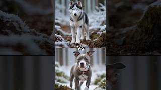 DO YOU LIKE DOGS 😍👋 petlover petsdog animalfacts doglover dogbreeds dogshorts pet animals [upl. by Allistir]