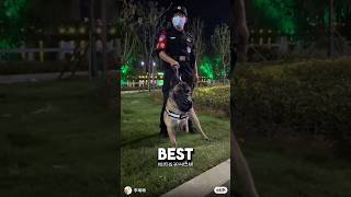 3 Legged Puppy Becomes Best Police Dog ❤️dog dogshorts wholesome [upl. by Zorina]