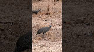 Helmeted guineafowl in Kruger National Park South Africa [upl. by Reese897]