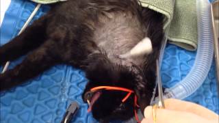 Feline Esophagostomy Feeding Tube Placement [upl. by Nnylirehs]