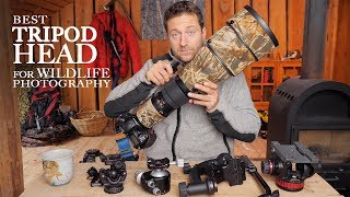 Best TRIPOD HEAD for WILDLIFE PHOTOGRAPHY  Ballhead vs gimbal vs video head photo friday [upl. by Daugherty]