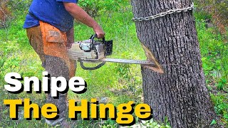 How To Cut Down a Dangerous Leaning Tree [upl. by Adolphus]