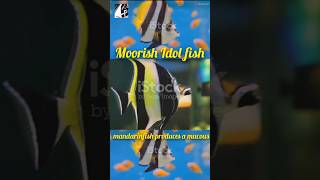 Moorish Idol fish 🐠pukhtanaRelaxingworldsurvivingvlogsfishs [upl. by Nillad]