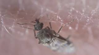 Culicoides nubeculosus adult feeding [upl. by Votaw557]