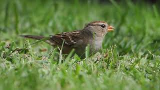 725 White Crowned Sparrow [upl. by Anitroc]