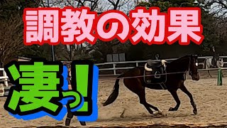 【乗馬】駈歩が劇的に変わった！凄い乗りやすい！私は変えてないのに！調馬策で馬がこんなに変わるんだ！！！ [upl. by Amhser]