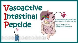 VIP vasoactive intestinal peptides  structure and function [upl. by Arahahs]