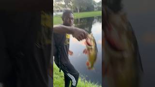 Nice peacock bass fishing fish peacockbass [upl. by Zehe]