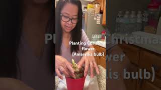 My Amaryllis plant [upl. by Filmer]