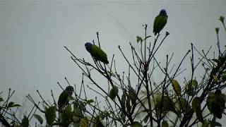 parrot sounds for birds african grey parrot sounds in the wild [upl. by Medardas]