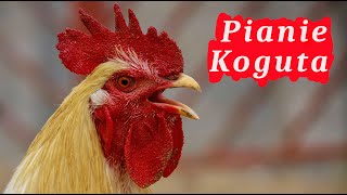 Pianie Koguta 🐓 pobudka w wykonaniu koguta [upl. by Cirda]