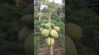 Papita ka ped shorts farming ytshorts villagelife [upl. by Arras]