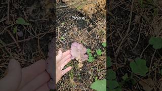 Pigs ears Gomphus clavatus fungus mushroom 😊 nature mushroom fungus fungi shorts [upl. by Grigson685]