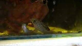 Corydoras loretoensis females carrying eggs [upl. by Draper]