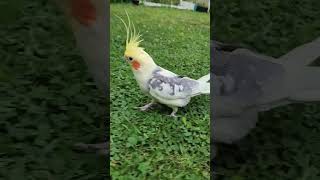 Lemon is walking on the grass asmr Bird fyp Birdslover cutebird [upl. by Saraiya]