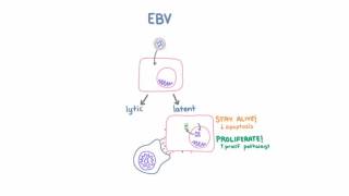 Epstein Barr Virus EBV and Cancer [upl. by Baskett618]