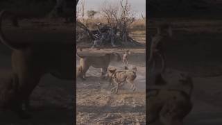 Lioness Defends Her Cub Against a Pack of Wild Dogs [upl. by Hanaj]