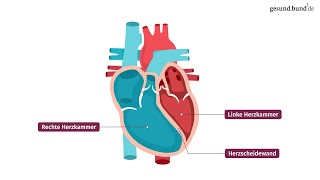 Wie funktioniert das Herz [upl. by Taryn952]